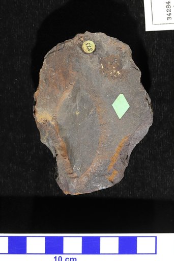 Ocotea nassauensis Hollick