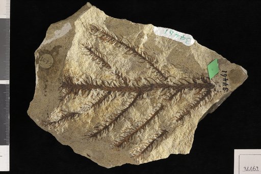 Geinitzia formosa Heer
