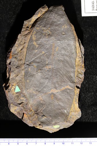 Persea leconteana (Lesquereux) Lesquereux