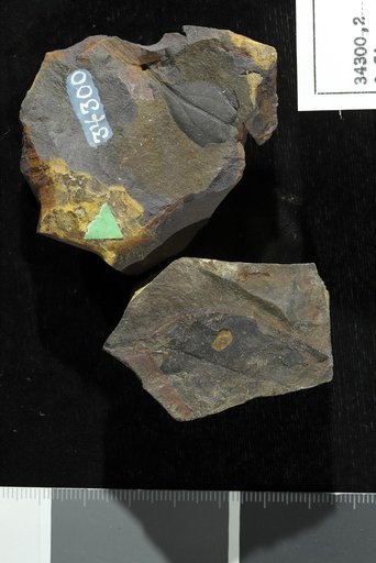 Cinnamomum heerii ? Lesquereux