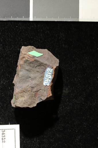 Dalbergia minor Hollick