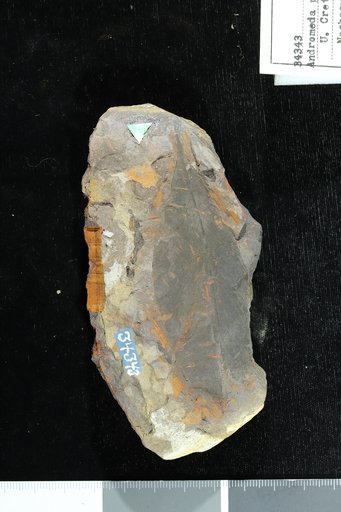 Andromeda parlatorii Heer
