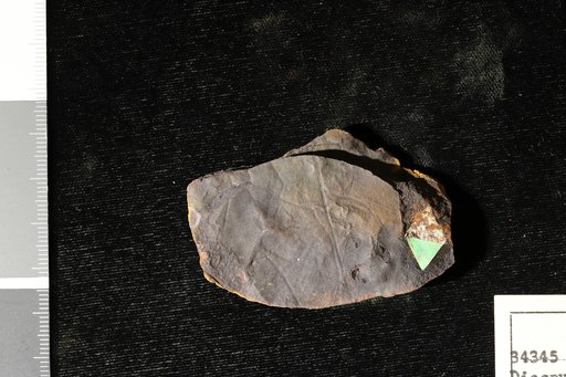 Diospyros primaeva Heer