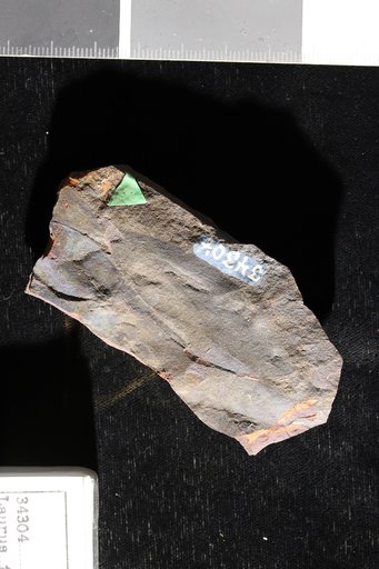 Laurus teliformis Lesquereux
