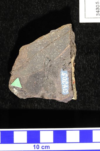 Malapoenna sp Hollick