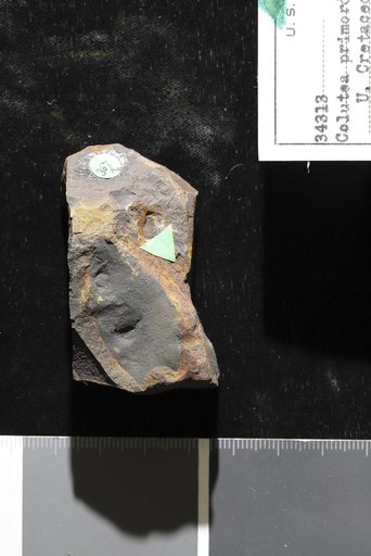 Colutea primordialis Heer