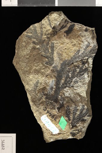 Brachyphyllum macrocarpum Newberry