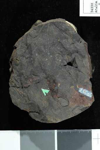 Aralia raviana Heer