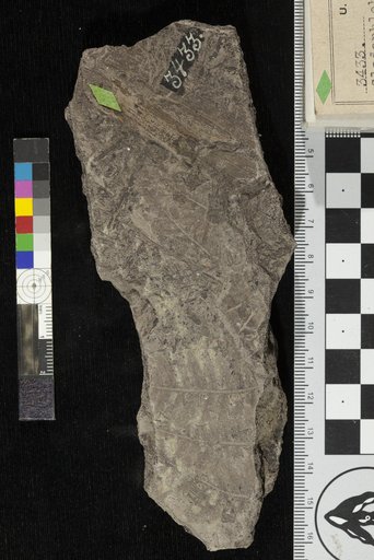Cladophlebis alata Fontaine