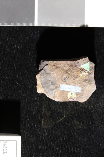 Leguminosites coronilloides Heer