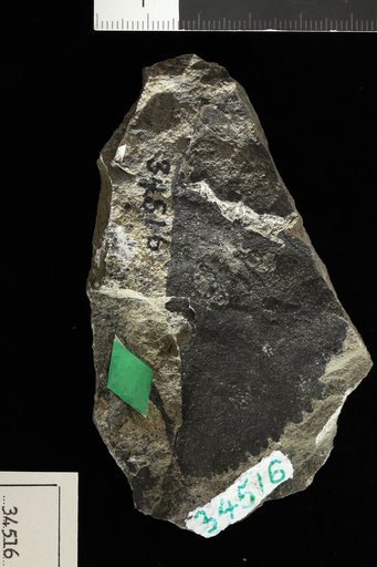 Celastrus ? sp Knowlton