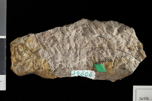 Laurus coloradensis Knowlton