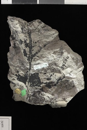 Artocarpus dissecta Knowlton