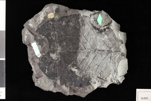 Pterospermites nervosus Knowlton