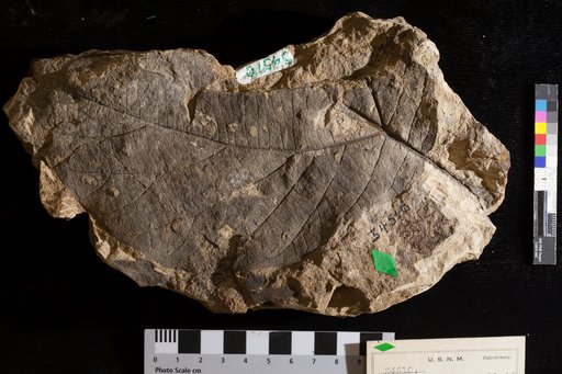 Credneria prophylloides Knowlton