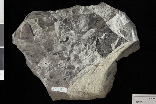 Phyllites walsenburgensis Knowlton
