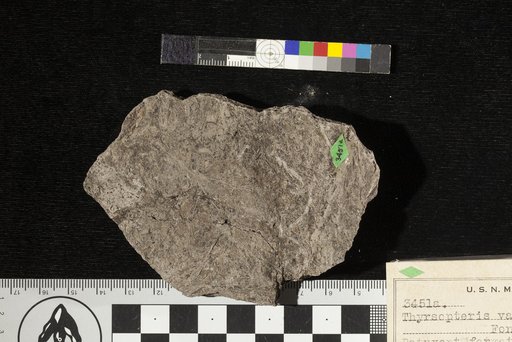 Thyrsopteris variens Fontaine
