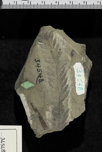 Dryopteris ? cladophleboides Knowlton
