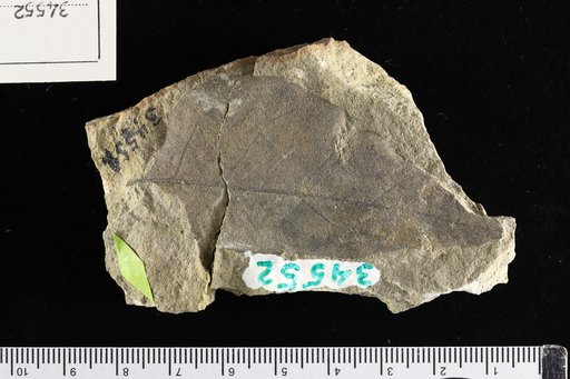 Inga heterophylla Knowlton