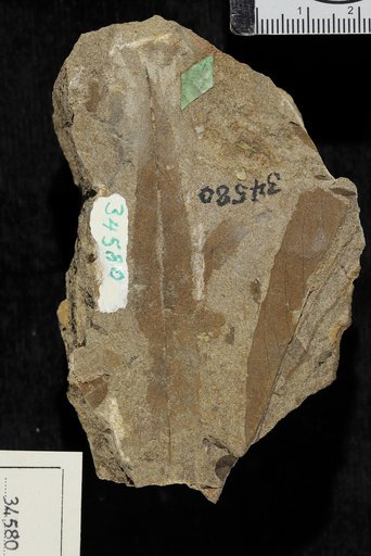 Dryophyllum tennesseensis Berry