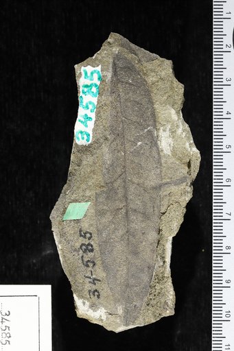 Quercus simplex Newberry
