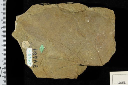 Dombeyopsis magnifolia Knowlton