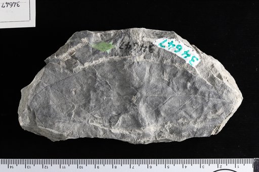 Laurus socialis Lesquereux