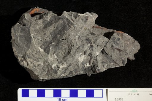 Alismaphyllites crassifolium Knowlton