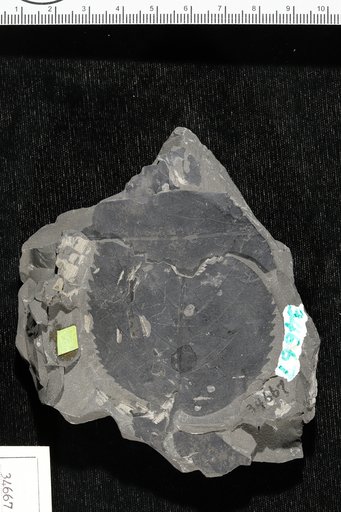 Celastrus serratus Knowlton