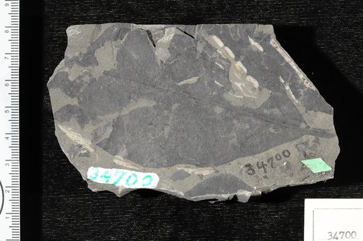 Chionanthus membranaceus Knowlton