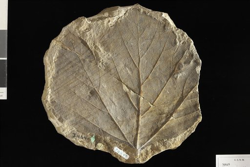 Platanus aceroides var. latifolia Knowlton