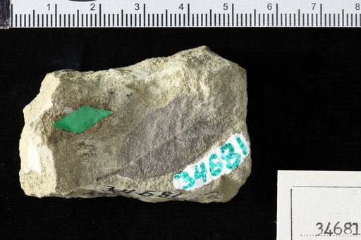 Berchemia multinervis (Braun) Heer