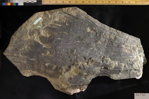 Geonomites tenuirachis Lesquereux
