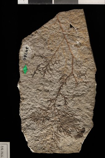 Sabina linguaefolia (Lesquereux) Cockerell