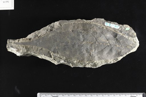 Laurus ? caudata Knowlton