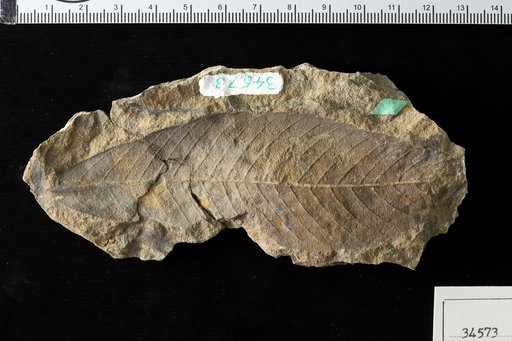 Castanea intermedia Lesquereux