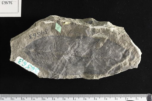 Juglans acuminata Braun