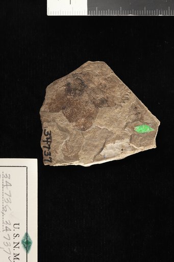 Porana similis Knowlton