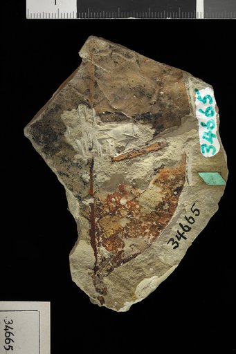 Celastrus sp Knowlton