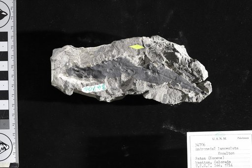 Andromeda ? lanceolata Knowlton