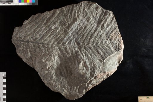 Acrostichites linneaefolius (Bunbury) Fontaine