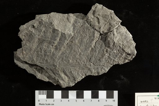 Acrostichites rhombifolius var. rarinervis Fontaine
