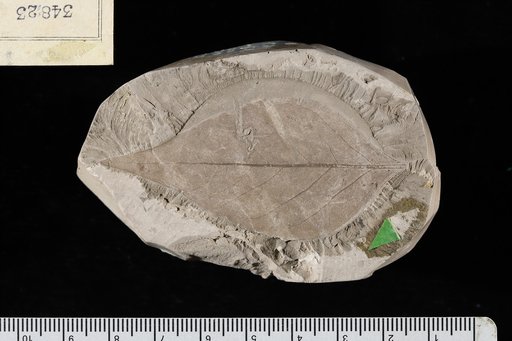 Ficus inaequalis Lesquereux