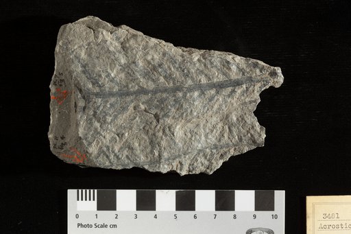 Acrostichites microphyllus Fontaine