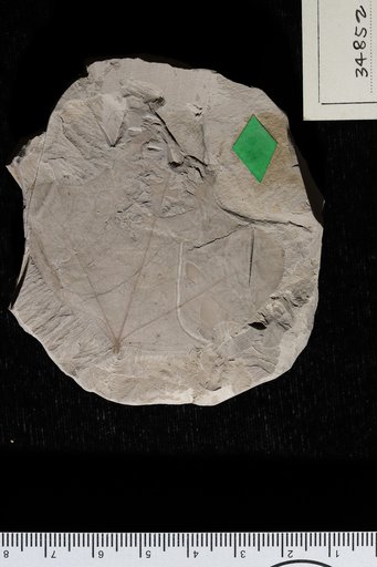 Menispermites trilobatus Berry