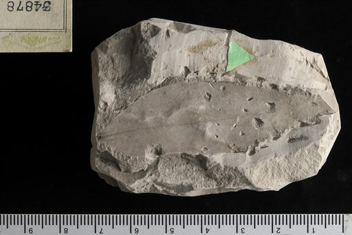 Inga cretacea Lesquereux