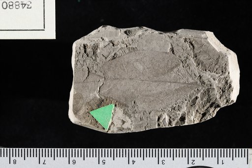 Liriodendropsis simplex (Newberry) Newberry