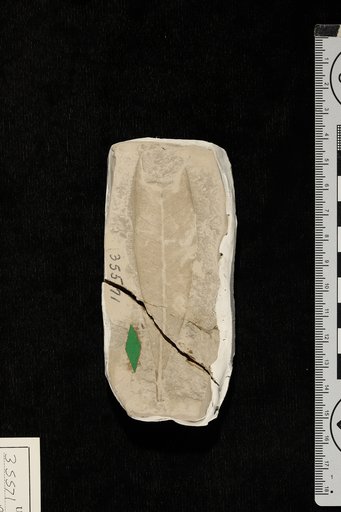 Proteoides wilcoxensis Berry