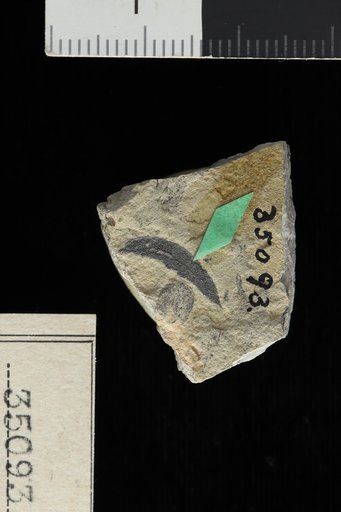 Enterolobium parvifolium Engelhardt
