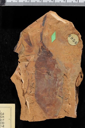Phyllites petiolatus Knowlton